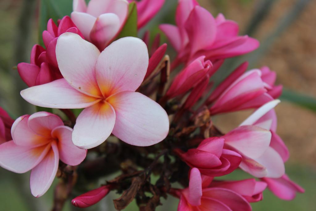 Hotel Boutique Frangipani Brotas Exterior photo Plumeria rubra